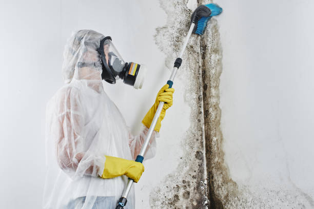 Best Attic Mold Removal  in Louisville, GA