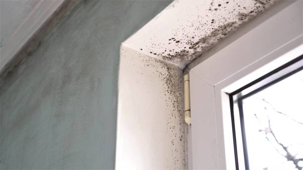 Best Fast Mold Removal  in Louisville, GA