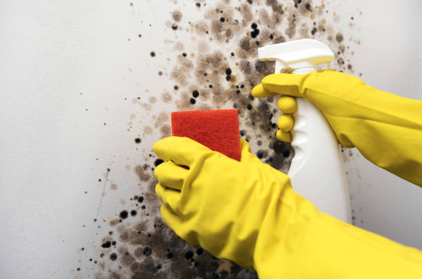 Best Mold Damage Repair  in Louisville, GA