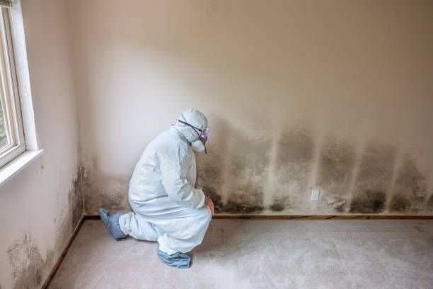 Best Toxic Mold Removal  in Louisville, GA