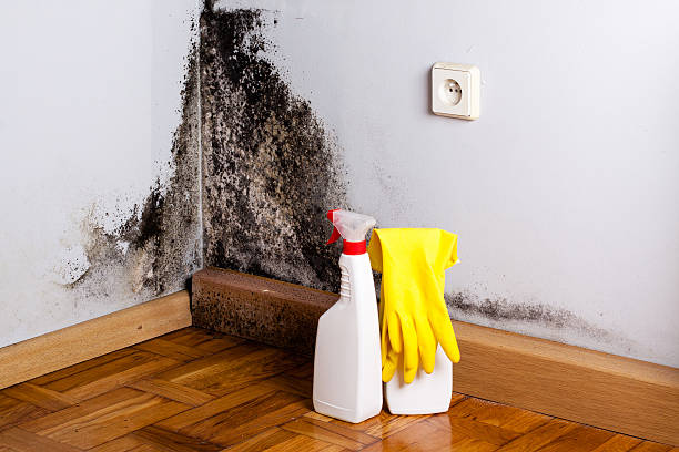 Best Mold Testing and Removal  in Louisville, GA