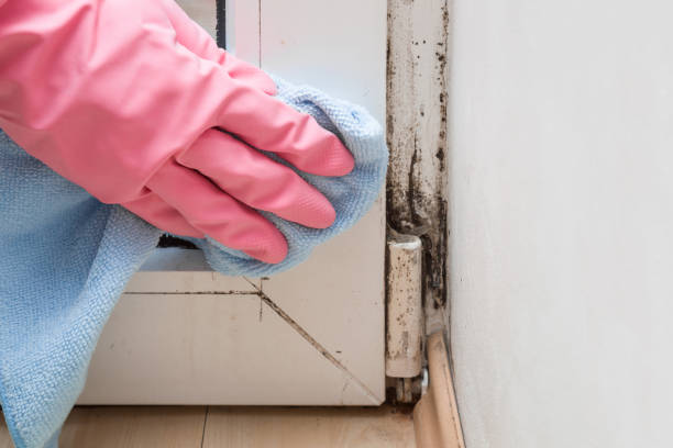 Best Mold Testing  in Louisville, GA